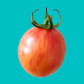 NFTomatoes