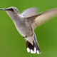 Hummingbird Photography