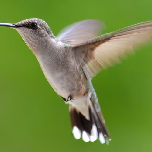 Hummingbird Photography