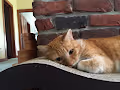 HelaCat Gems