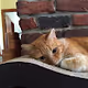 HelaCat Gems
