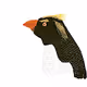Daily Penguin