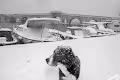 Stray Dogs Sami Ucan - old