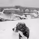 Stray Dogs Sami Ucan - old