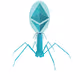 EtherCovid