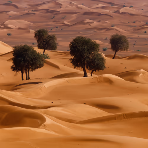 Resilience- Limited Edition by Felix Inden