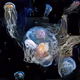 Neural Zoo