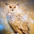 Non-Fungible Owls