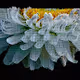 Fabricating Blooms