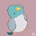 [ Cutie ] Forpus - old