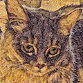 Pet Haven