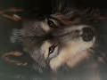 Wolfie Boi's