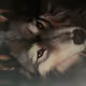 Wolfie Boi's