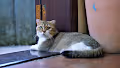 A Cat Named Leo - old