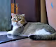 A Cat Named Leo - old
