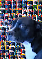 FLAGDOG