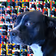 FLAGDOG