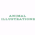 Animal Illustrations