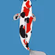 Koi Collection #1