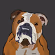 YellowBelly Bulldogs