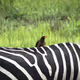Boring Africa