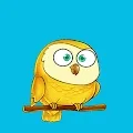 Owl Crew