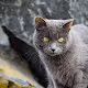 Dreamin Cats - old