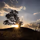 Wild Pear Tree