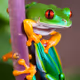 Red Eye Frog