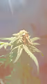 STRAIN ( Garlic Budder )