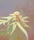 STRAIN ( Garlic Budder )