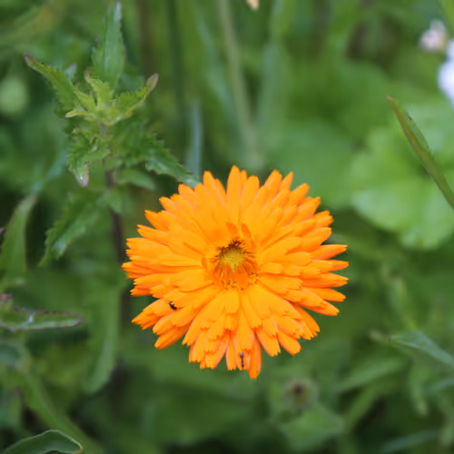 Original Photography by Christine aka stine1