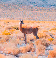 Driest Desert in the World