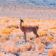 Driest Desert in the World