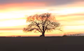 The Genesis Tree