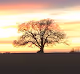 The Genesis Tree
