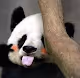 lovely panda