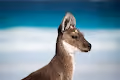 Wildlife from Australia