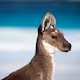 Wildlife from Australia