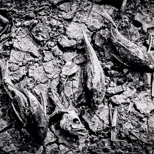 Amazonia - Michell Mello