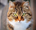 __CAT COLLECTION__ - old