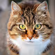 __CAT COLLECTION__ - old