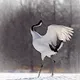 Japan Winter Wildlife