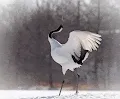 Japan Winter Wildlife