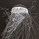 Jellyfish Rohr