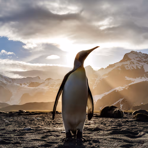Penguine
