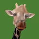 Animal_kkmyy