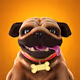 Tug, the Pug