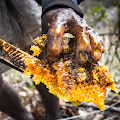 Cliff Honey Hunters by Dima Chatrov