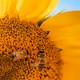 Macrodetails